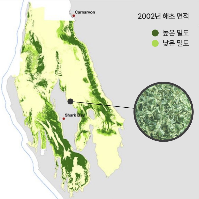 2002년 해초 면적