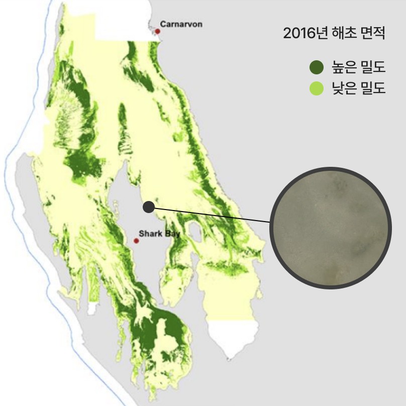 2016년 해초 면적