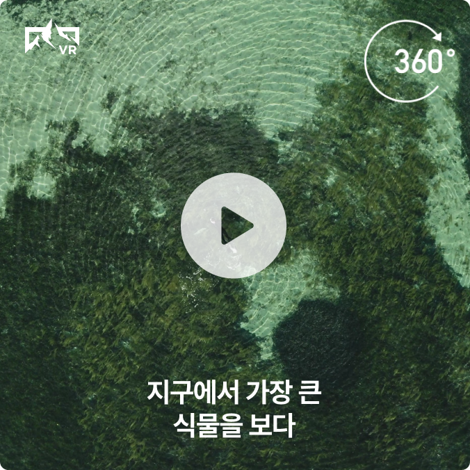 vr 영상 보러가기 버튼